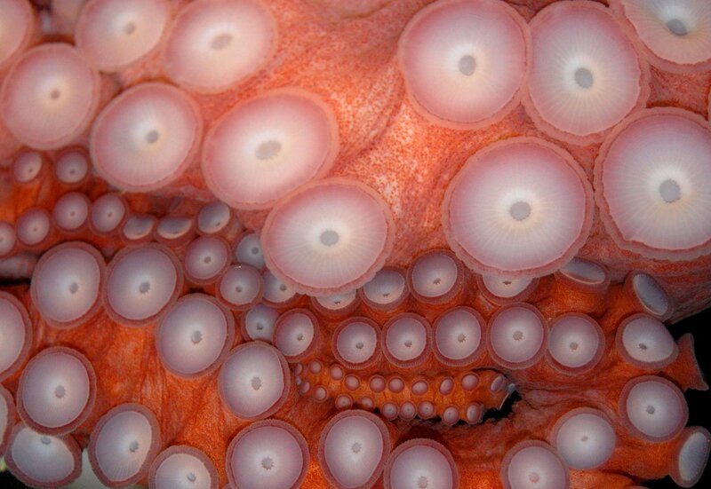 Close-up of octopus tentacles