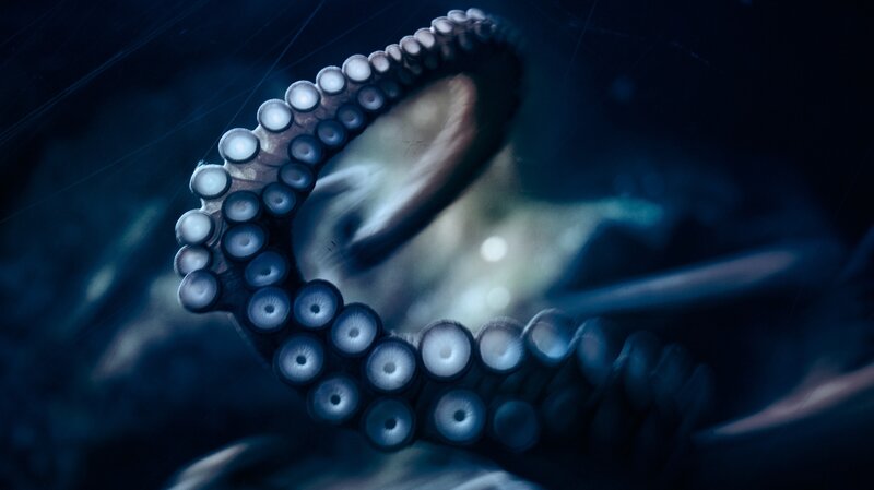 Close-up of octopus tentacles