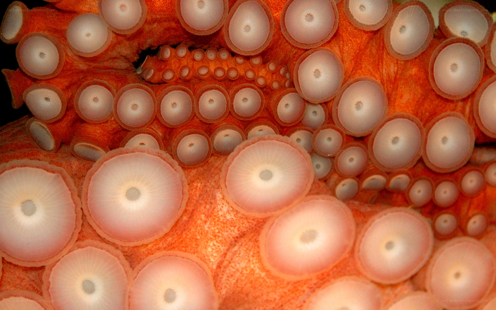 Close-up of octopus tentacles