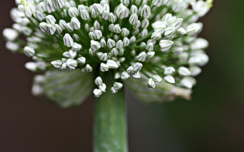 Close-up of Onion Flower