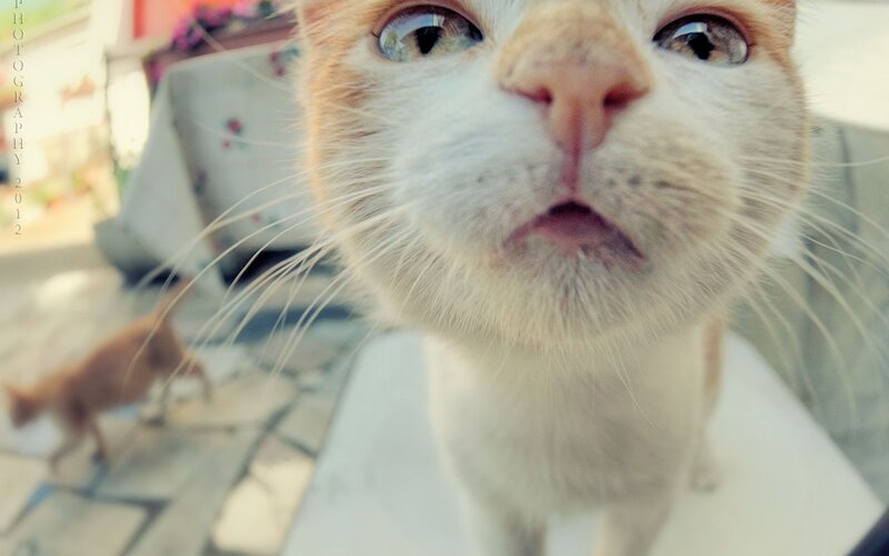 Close-up of Orange and White Cat