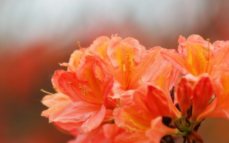 Close-up of orange azalea flowers