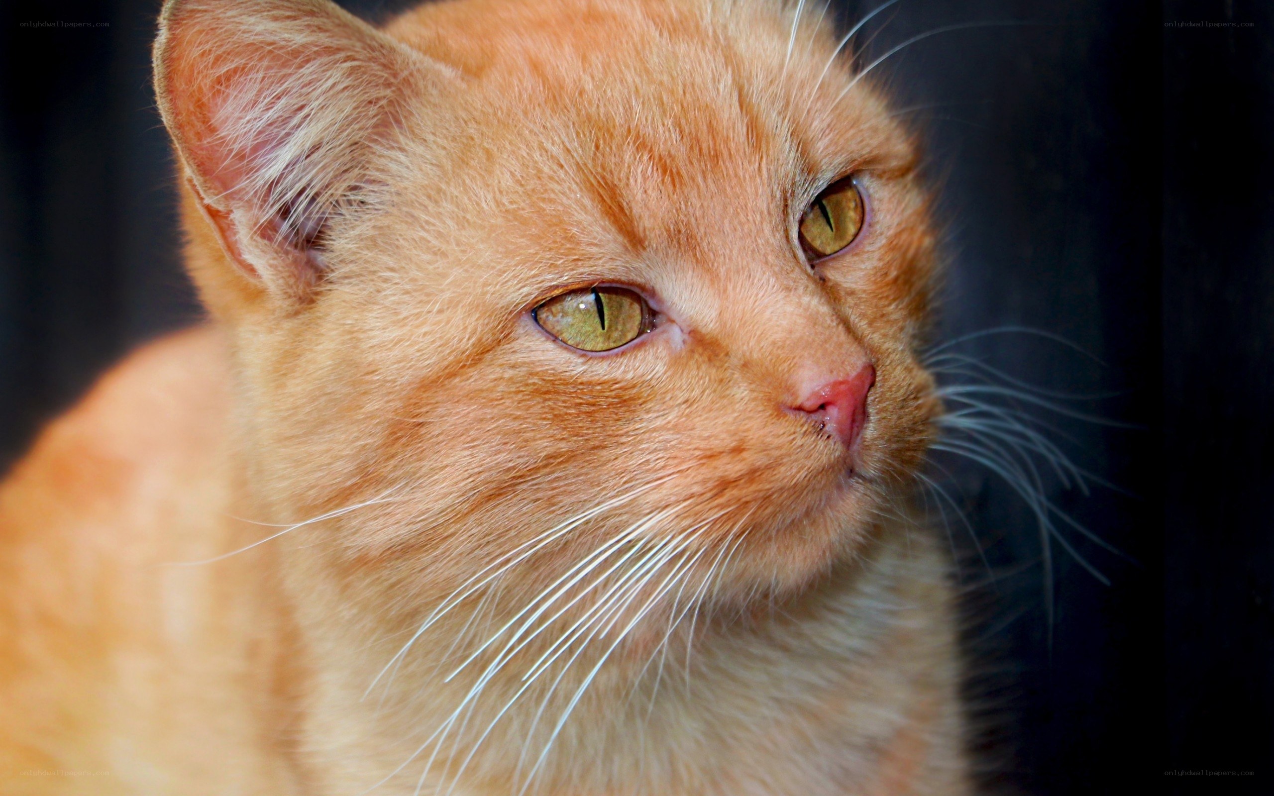 close-up of orange cat