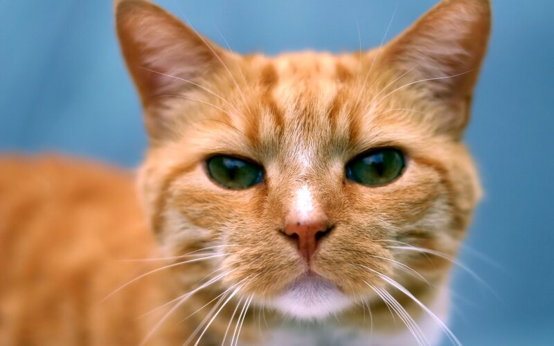 close-up of orange cat