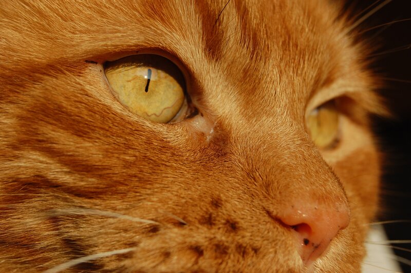 Close-up of Orange Cat — Calm, Sunset, Photograph