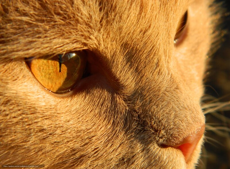 Close-up of Orange Cat — Calm, Sunset