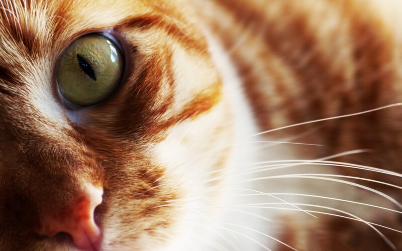 Close-up of Orange Cat — Calm