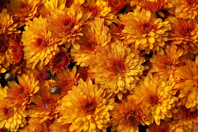 Close-up of orange chrysanthemums