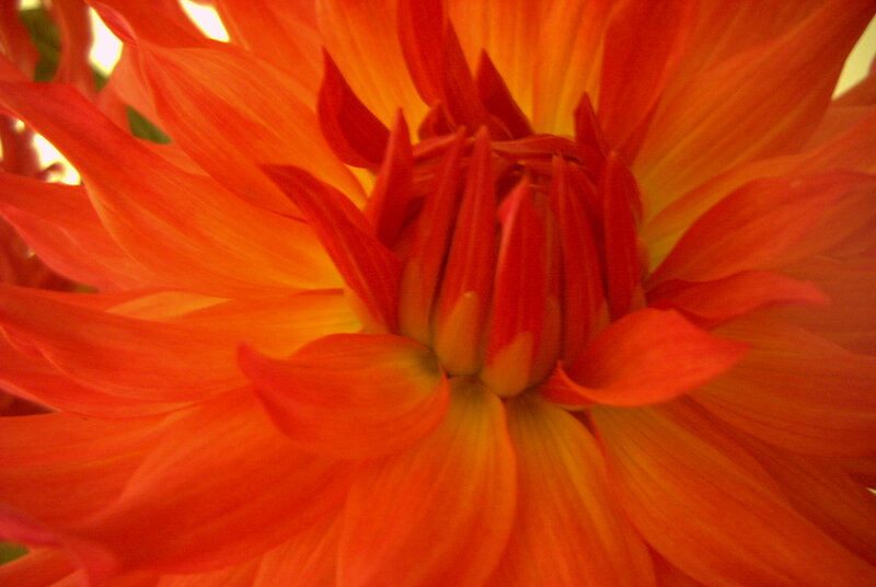 Close-up of Orange Dahlia