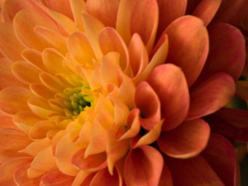 Close-up of Orange Dahlia — Vibrant, Photograph