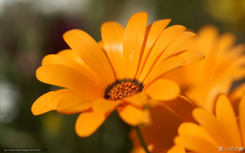 Close-up of orange daisy