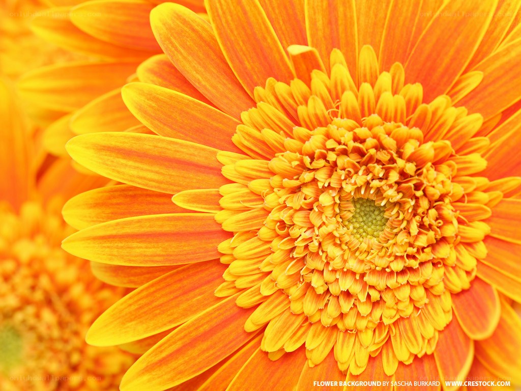 Close-up of orange daisy