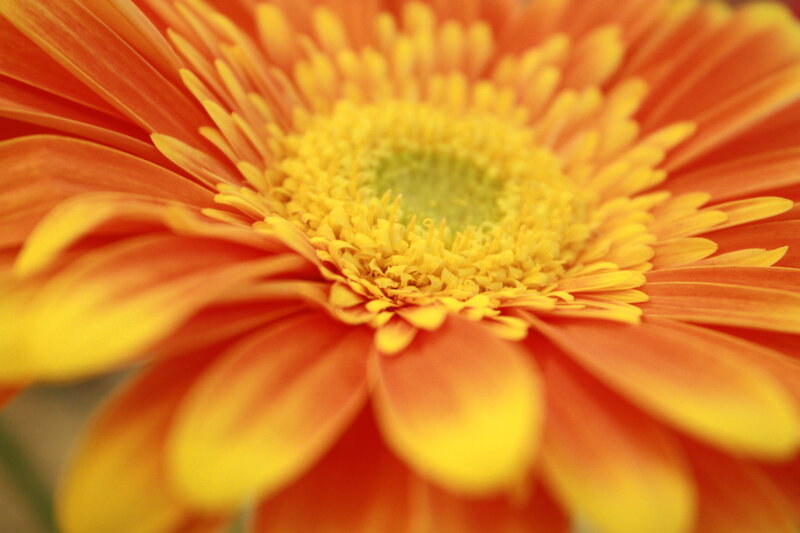 close-up of orange daisy
