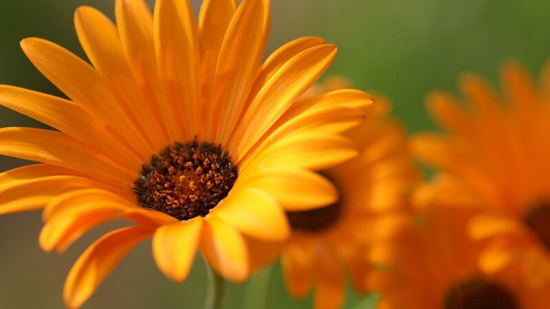 Close-up of orange daisy flower