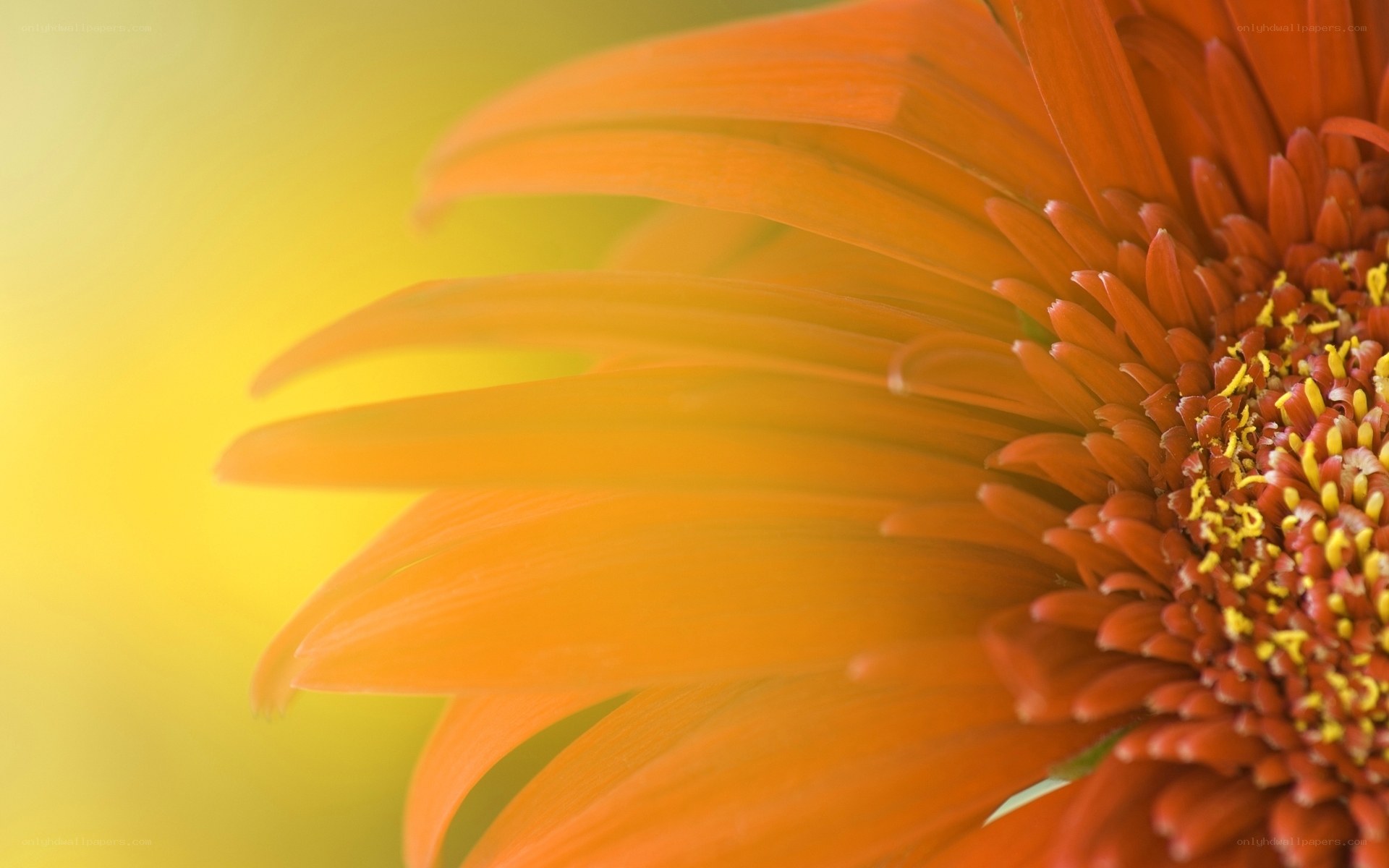 close-up of orange daisy