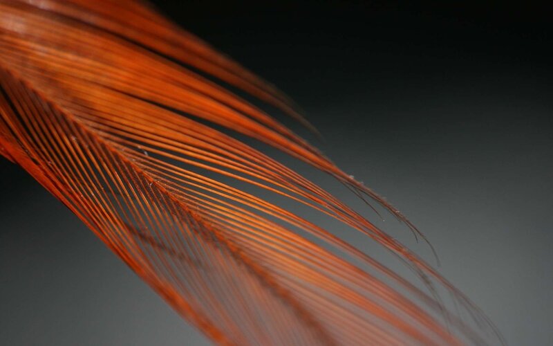 Close-up of Orange Feather