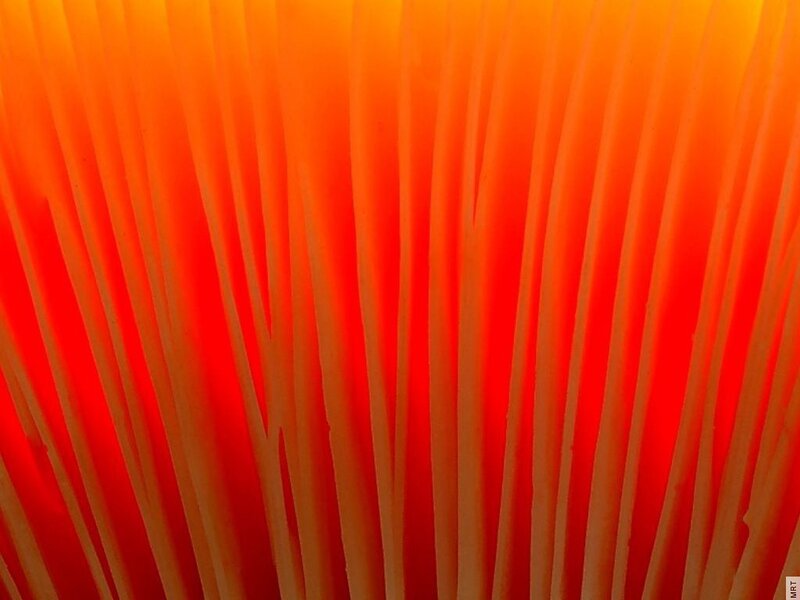 Close-up of orange fibers