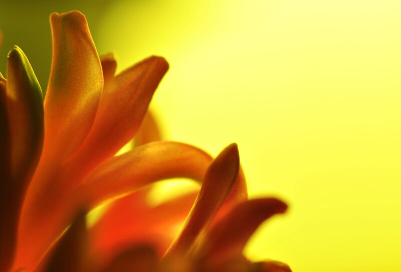 close-up of orange flower