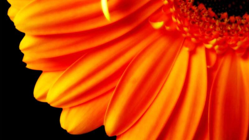 close-up of orange flower