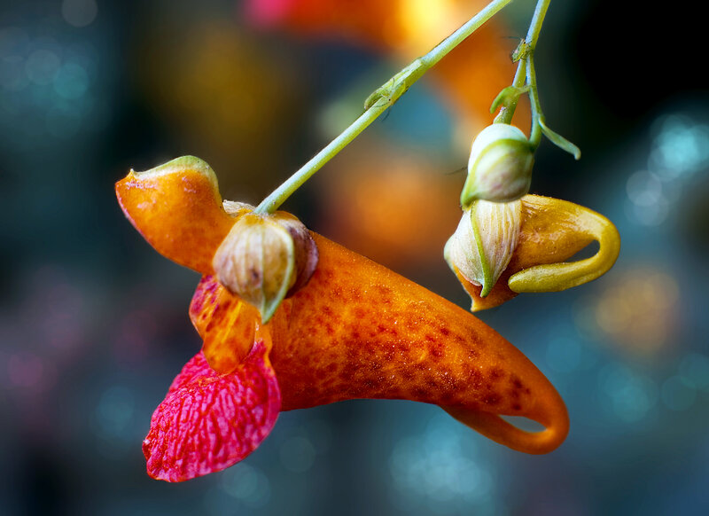Close-up of orange flower