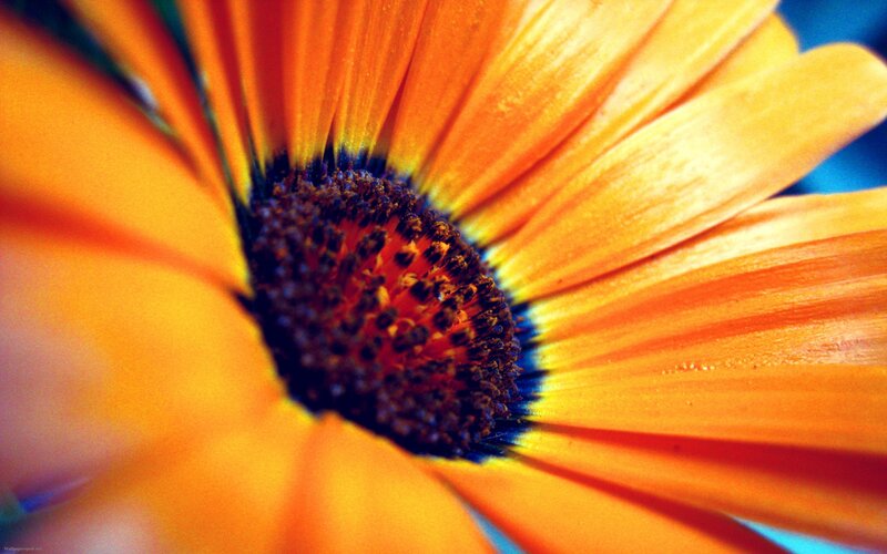 Close-up of orange flower