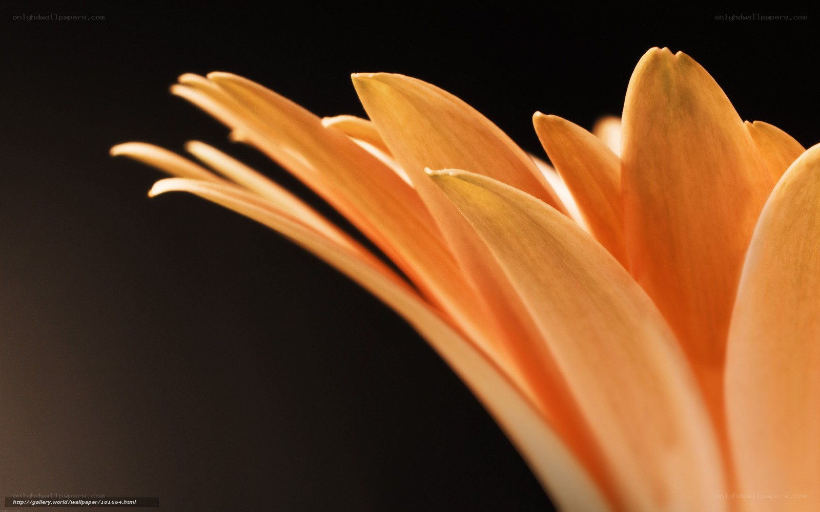 Close-up of orange flower
