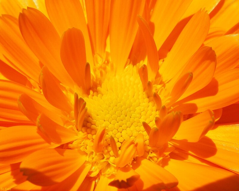 close-up of orange flower