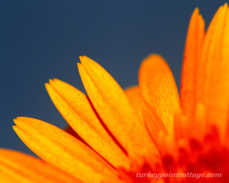 Close-up of orange flower