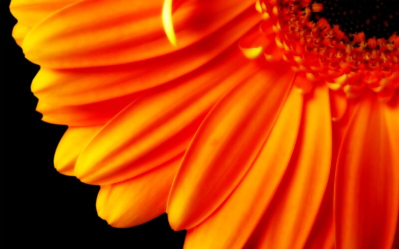 Close-up of orange flower