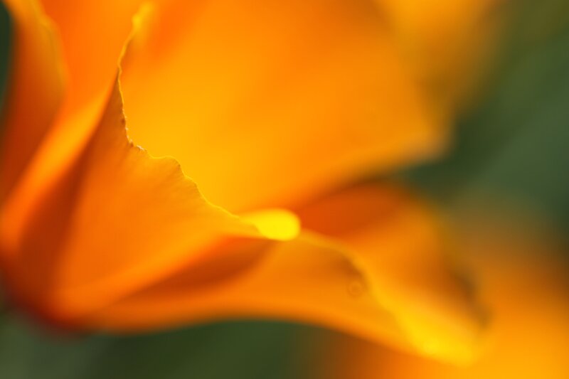 close-up of orange flower