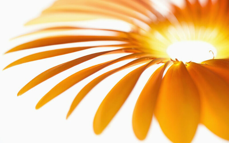Close-up of Orange Flower — Bright, Photograph