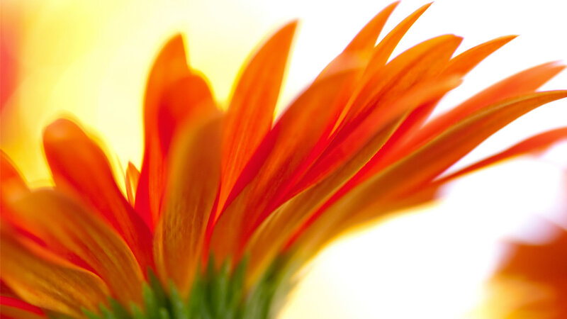 Close-up of Orange Flower — Bright