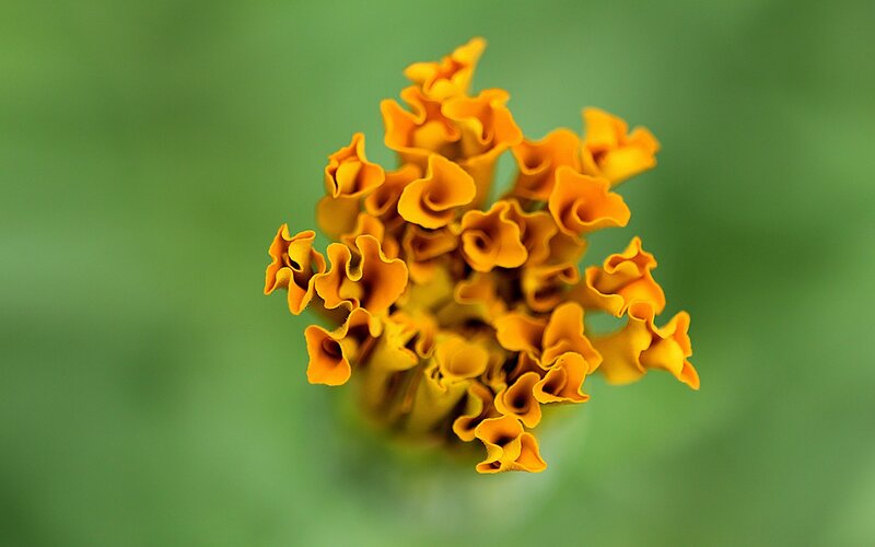 Close-up of orange flower buds