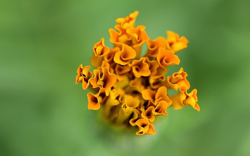 Close-up of orange flower buds