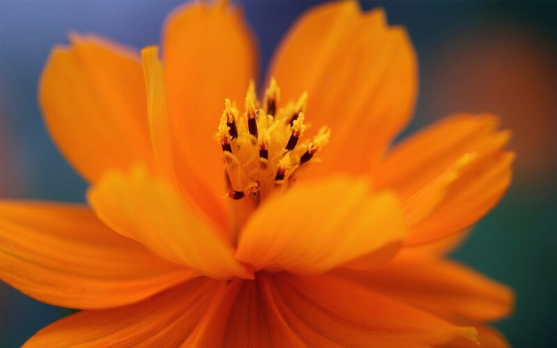 Close-up of Orange Flower — Calm, Photograph