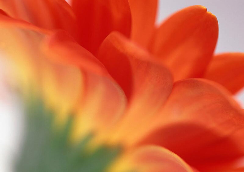 Close-up of Orange Flower — Calm