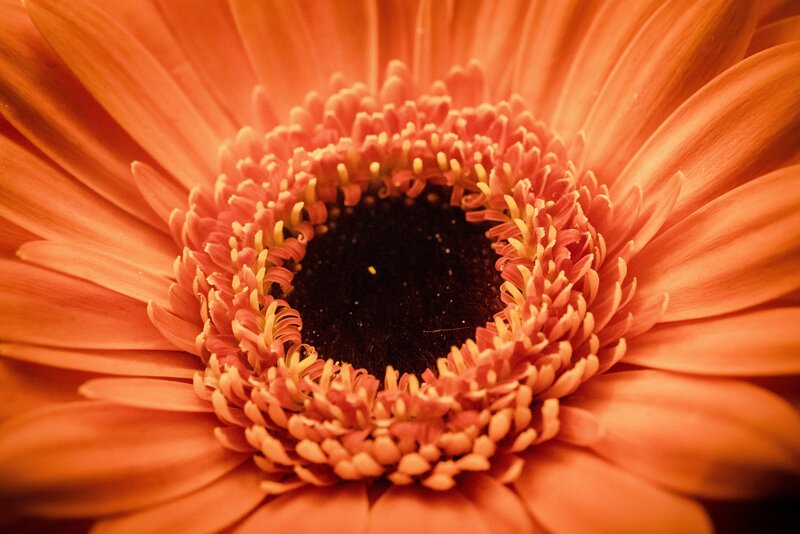 Close-up of Orange Flower — Dramatic, Photograph, Petals, Center