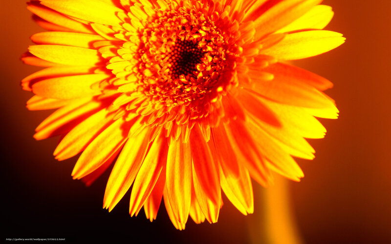 Close-up of Orange Flower — Dramatic, Photograph, Stem