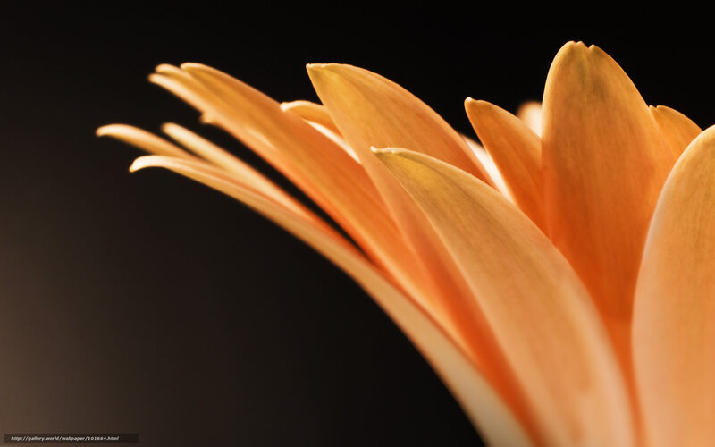 Close-up of Orange Flower — Dramatic