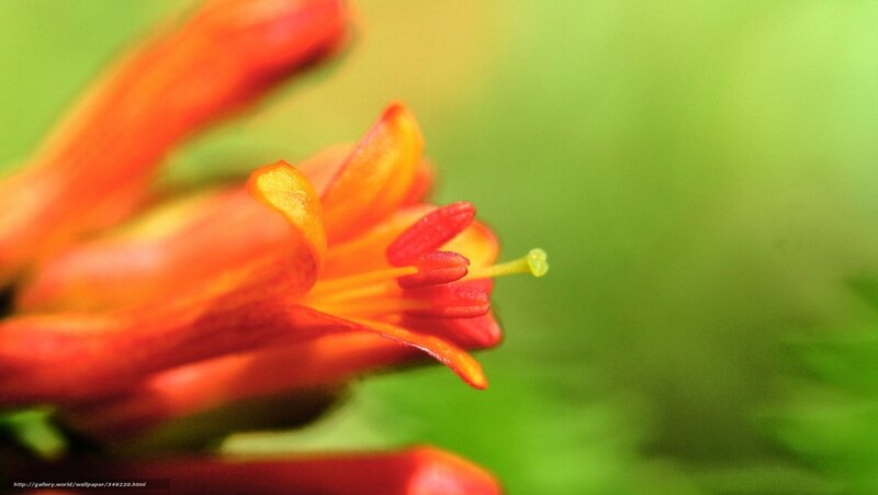 Close-up of Orange Flower — Natural, Photograph, Green Background