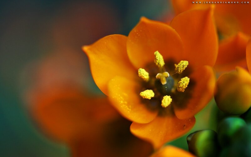 Close-up of Orange Flower — Natural, Photograph