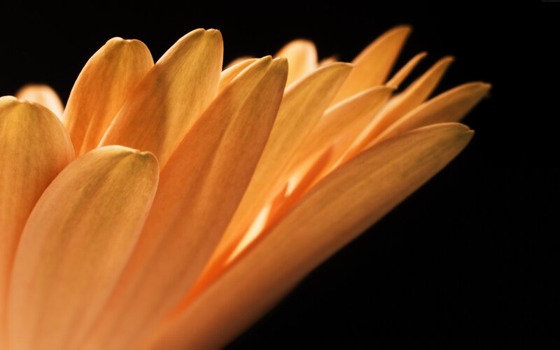 Close-up of orange flower petals