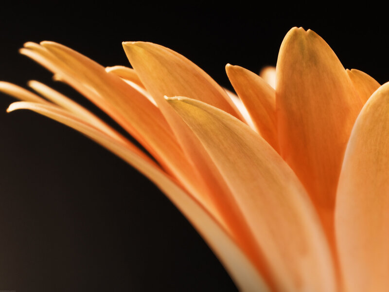 Close-up of orange flower petals