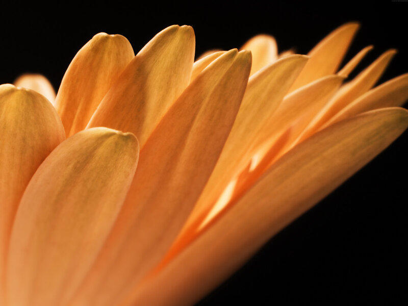 Close-up of orange flower petals