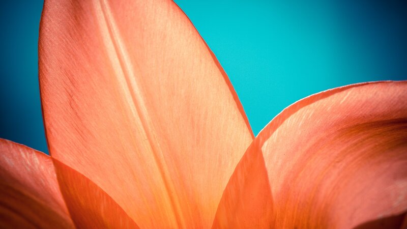 Close-up of orange flower petals
