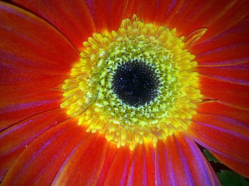 Close-up of Orange Flower — Red