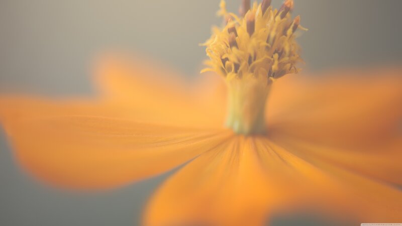 Close-up of Orange Flower — Serene, Photograph