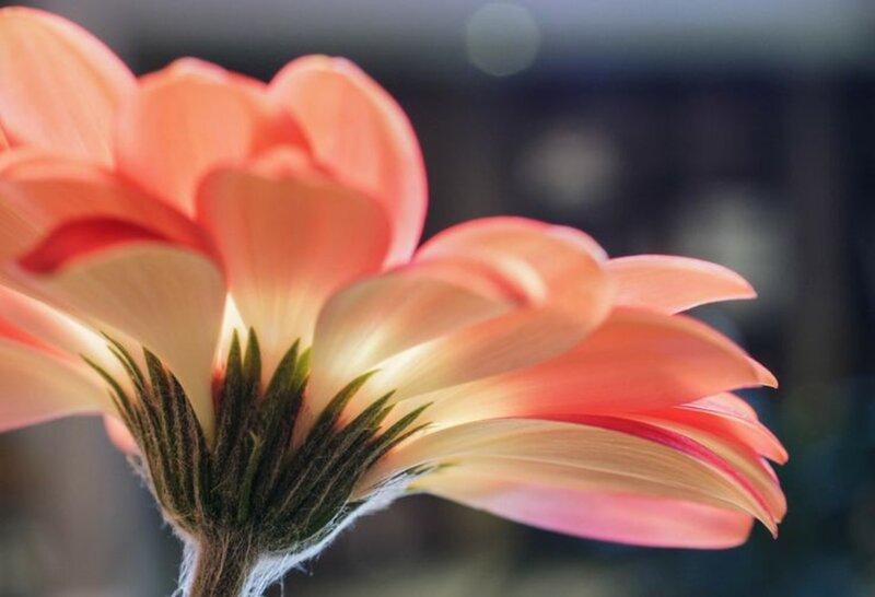 Close-up of Orange Flower — Serene