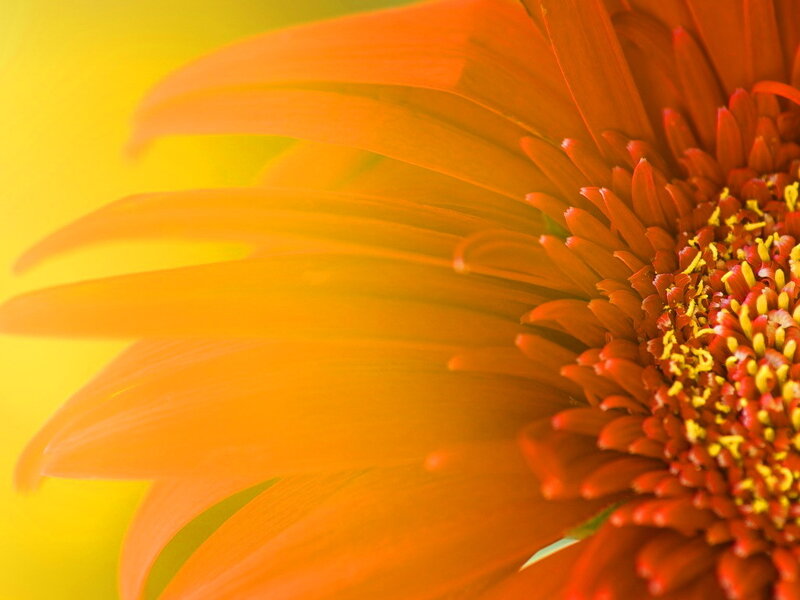 Close-up of Orange Flower — Vibrant, Photograph