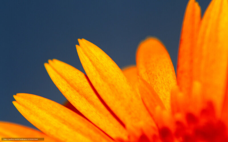 Close-up of Orange Flower — Vibrant, Sunset